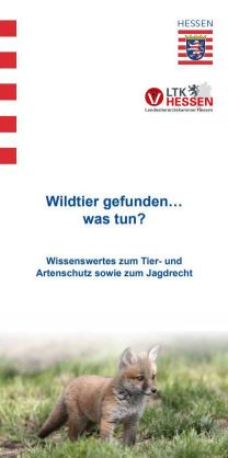 wildtier-flyer-land-hessen-titelbild-med